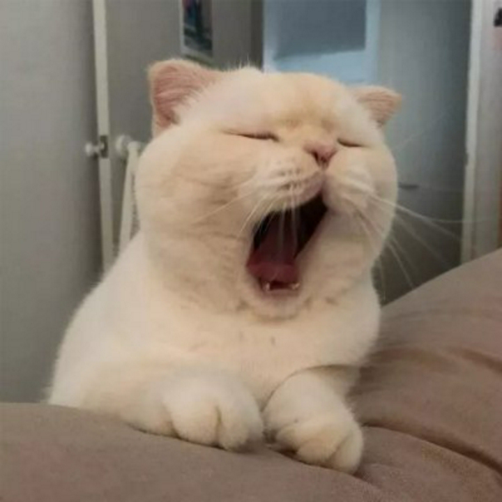 yawnie token logo
